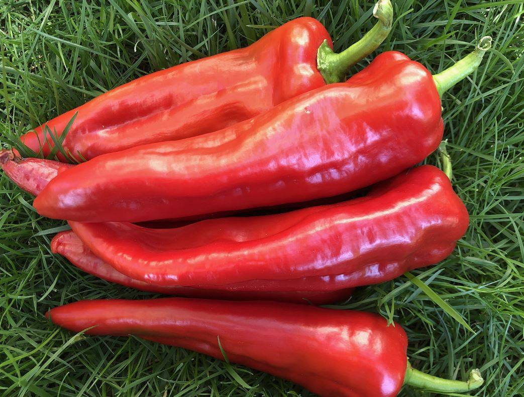 Market fiyatı tarlanın 5 katı! Kansere kalkan oluyor kalp krizini durduruyor - Resim: 9